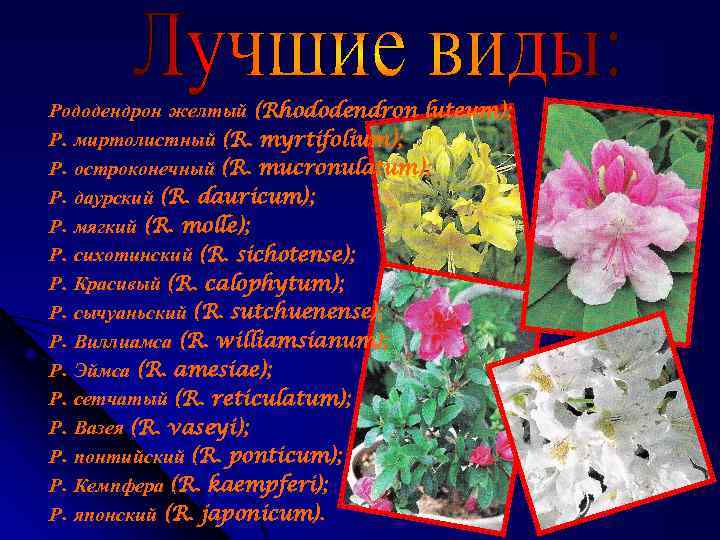 Рододендрон желтый (Rhododendron luteum); Р. миртолистный (R. myrtifolium); Р. остроконечный (R. mucronulatum); Р. даурский