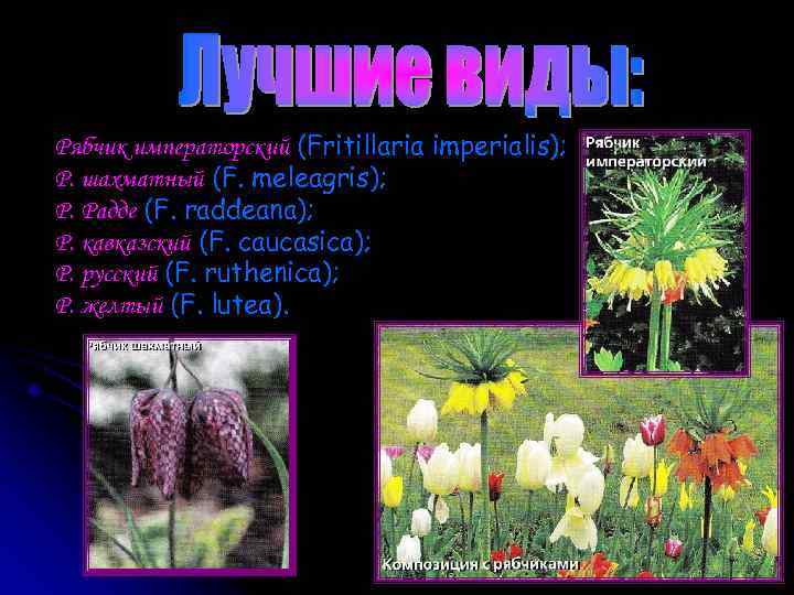 Рябчик императорский (Fritillaria imperialis); Р. шахматный (F. meleagris); Р. Радде (F. raddeana); Р. кавказский