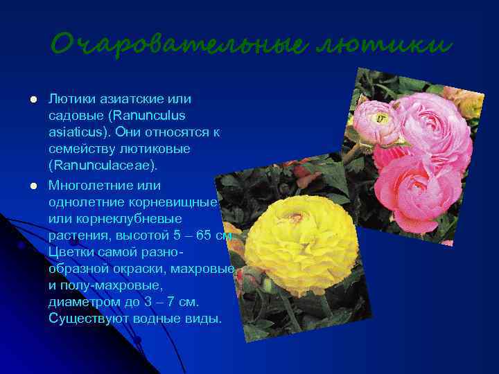 Очаровательные лютики l l Лютики азиатские или садовые (Ranunculus asiaticus). Они относятся к семейству