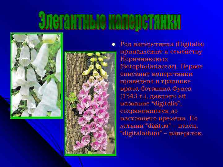 l Род наперстянка (Digitalis) принадлежит к семейству Норичниковых (Scrophulariaceae). Первое описание наперстянки приведено в