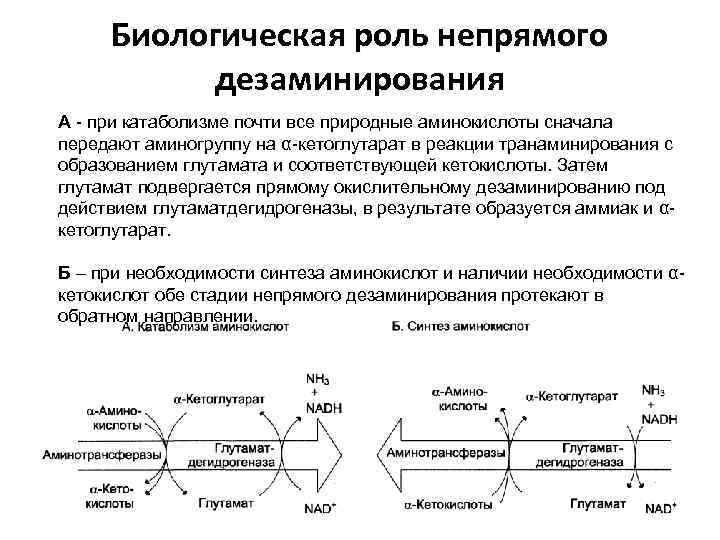 Биологическая роль непрямого дезаминирования А - при катаболизме почти все природные аминокислоты сначала передают
