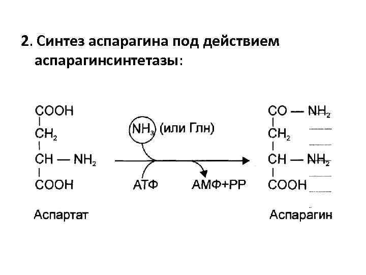 2. Синтез аспарагина под действием аспарагинсинтетазы: аспарагинсинтетазы 