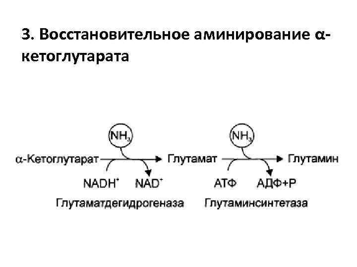 3. Восстановительное аминирование αкетоглутарата 