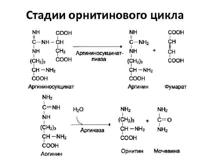 Орнитиновый цикл реакции. Схема орнитинового цикла биохимия. Орнитиновый цикл первая реакция. Орнитиновый цикл синтеза мочевины. Реакции цикла мочевинообразования (орнитинового цикла)..