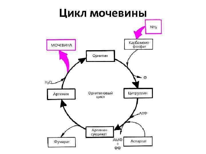 Образование мочевины в процессе обмена веществ. Схема цикла мочевинообразования. Цикл мочевины схема. Схема синтеза аргинина в печени. Схема синтеза мочевины.