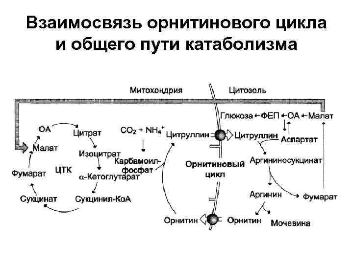 Взаимосвязь орнитинового цикла и общего пути катаболизма 