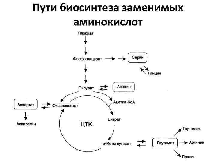 Схема получения аминокислот