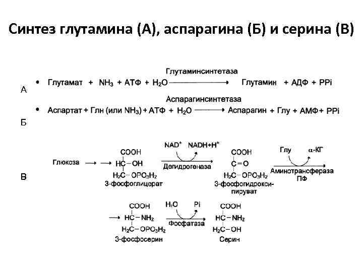 Синтез глутамина (А), аспарагина (Б) и серина (В) А Б В 