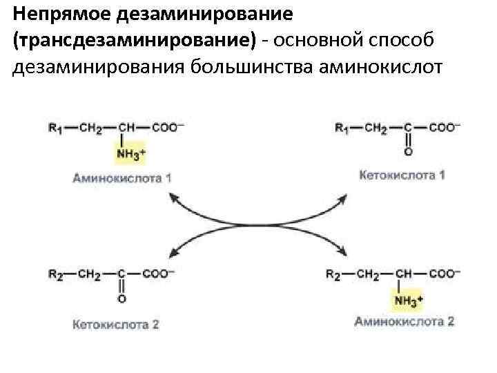 Непрямое окислительное дезаминирование. Непрямое окислительное дезаминирование аминокислот схема. Непрямое дезаминирование реакции. Переаминирование и дезаминирование аминокислот. Реакции непрямого окислительного дезаминирования.