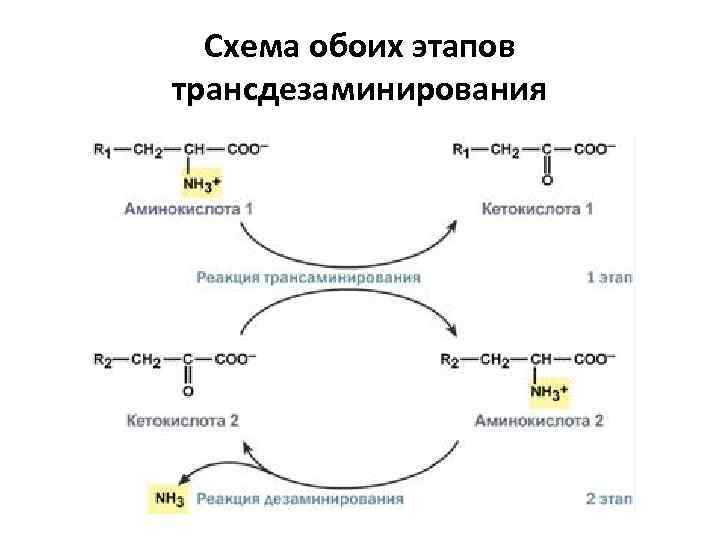 Схема обоих этапов трансдезаминирования 