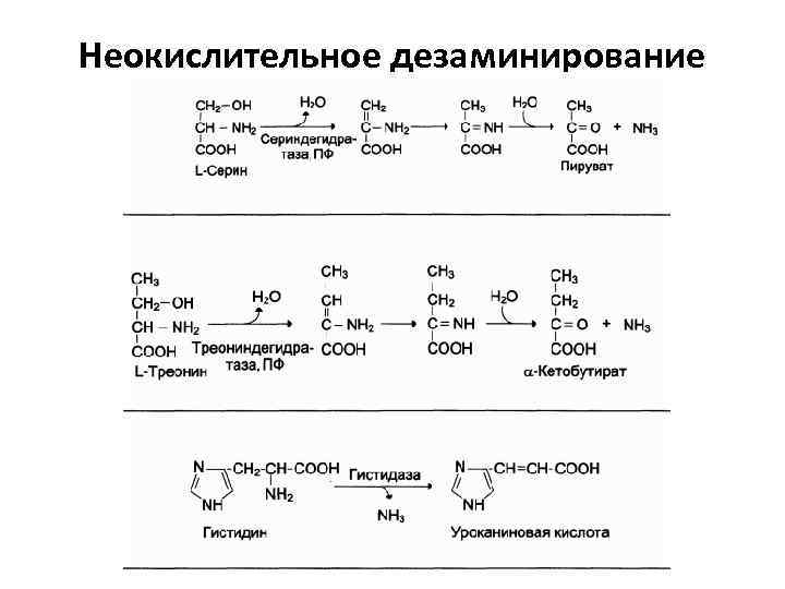Неокислительное дезаминирование 