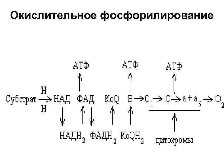 Окислительное фосфорилирование 