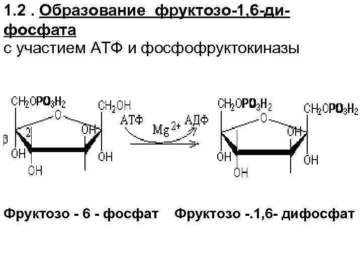 1. 2. Образование фруктозо-1, 6 -дифосфата с участием АТФ и фосфофруктокиназы Фруктозо - 6