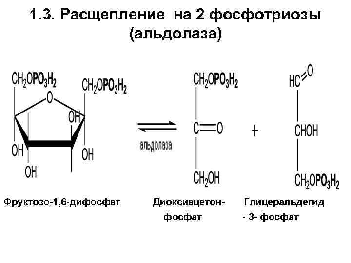 1. 3. Расщепление на 2 фосфотриозы (альдолаза) Фруктозо-1, 6 -дифосфат Диоксиацетонфосфат Глицеральдегид - 3