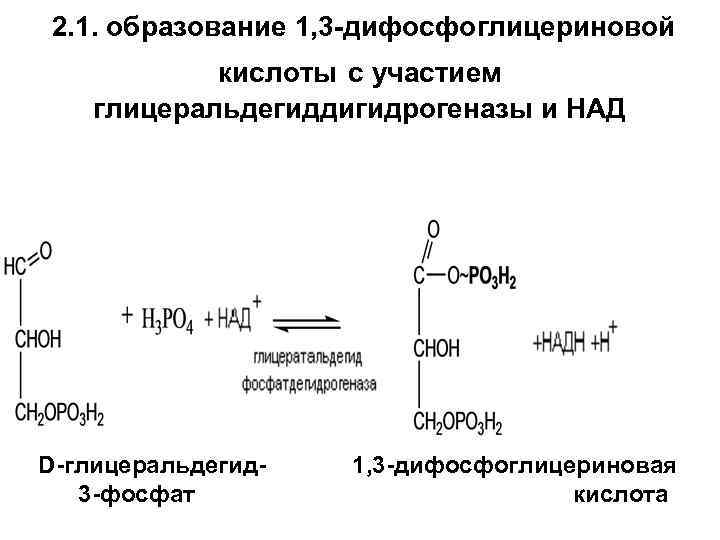 2. 1. образование 1, 3 -дифосфоглицериновой кислоты с участием глицеральдегиддигидрогеназы и НАД D-глицеральдегид 3