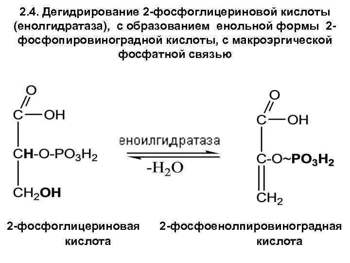 2. 4. Дегидрирование 2 -фосфоглицериновой кислоты (енолгидратаза), с образованием енольной формы 2 фосфопировиноградной кислоты,