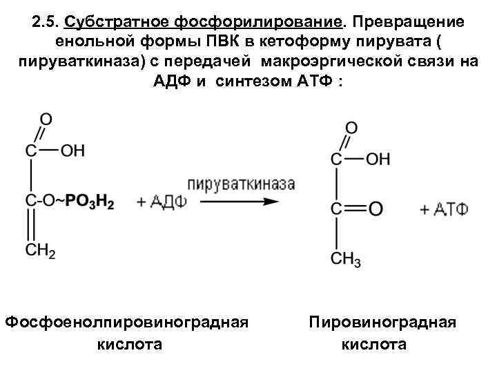 2. 5. Субстратное фосфорилирование. Превращение енольной формы ПВК в кетоформу пирувата ( пируваткиназа) с
