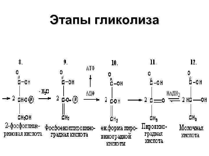 Этапы гликолиза 