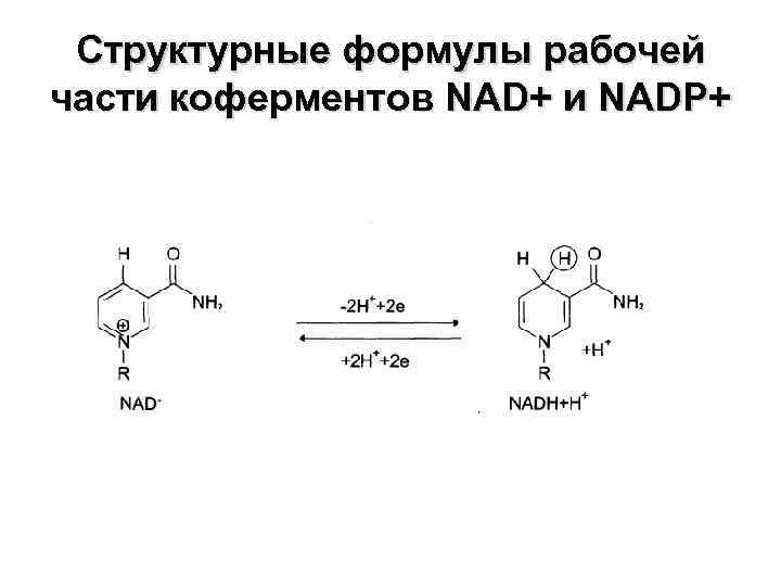 Структурные формулы рабочей части коферментов NAD+ и NADP+ 