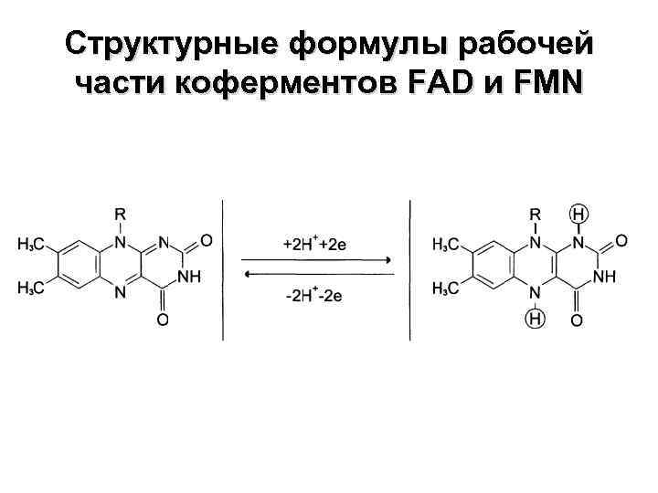 Структурные формулы рабочей части коферментов FAD и FMN 