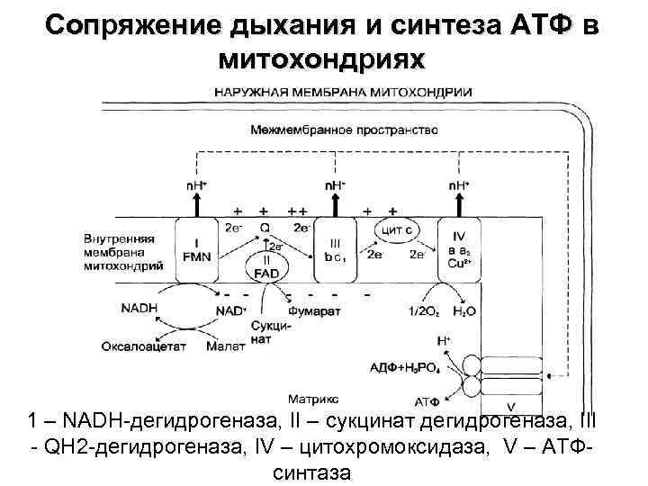 Процесс синтеза атф. Дыхательная цепь АТФ. ЦПЭ биохимия комплексы. Сопряжение дыхания и синтеза АТФ В митохондриях.