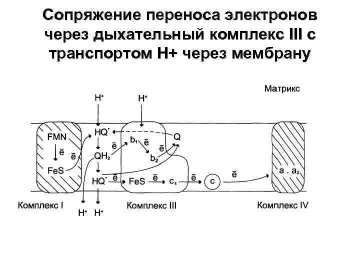 Сопряжение переноса электронов через дыхательный комплекс III с транспортом Н+ через мембрану 