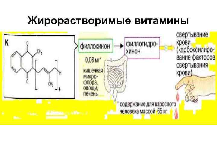 Проект биологическое значение жирорастворимых витаминов