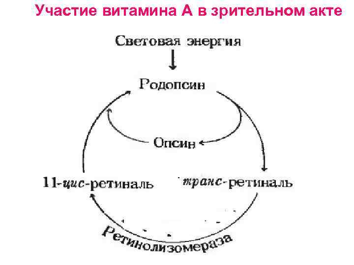 Схема зрительного акта