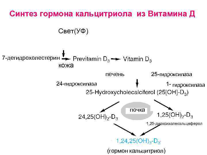 Синтез гормона кальцитриола из Витамина Д Свет(УФ) 7 -дегидрохолестерин кожа печень 25 -гидроксилаза 24