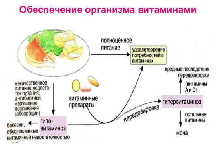 Обеспечение организма витаминами 