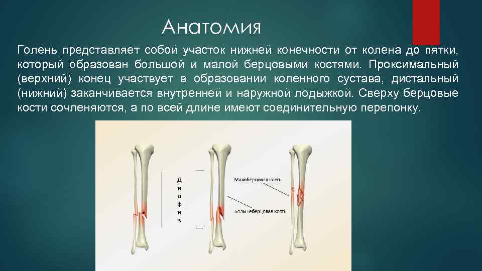 Анатомия Голень представляет собой участок нижней конечности от колена до пятки, который образован большой