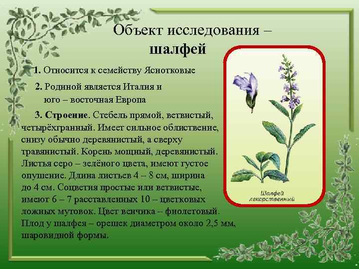 Объект исследования – шалфей 1. Относится к семейству Яснотковые 2. Родиной является Италия и