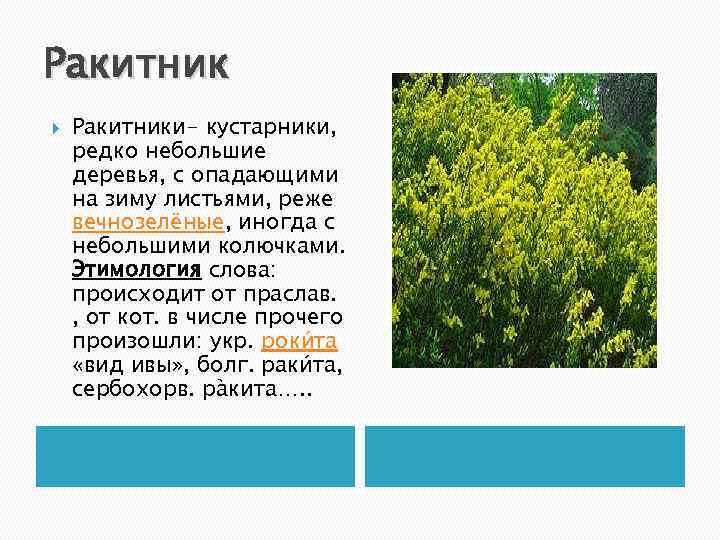 Ракитник Ракитники- кустарники, редко небольшие деревья, с опадающими на зиму листьями, реже вечнозелёные, иногда