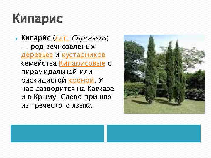 Кипарис Кипари с (лат. Cupréssus) — род вечнозелёных деревьев и кустарников семейства Кипарисовые с