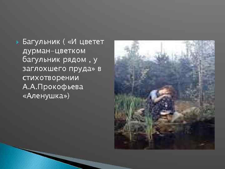  Багульник ( «И цветет дурман-цветком багульник рядом , у заглохшего пруда» в стихотворении