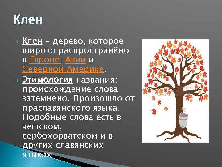 Клен – дерево, которое широко распространёно в Европе, Азии и Северной Америке. Этимология названия:
