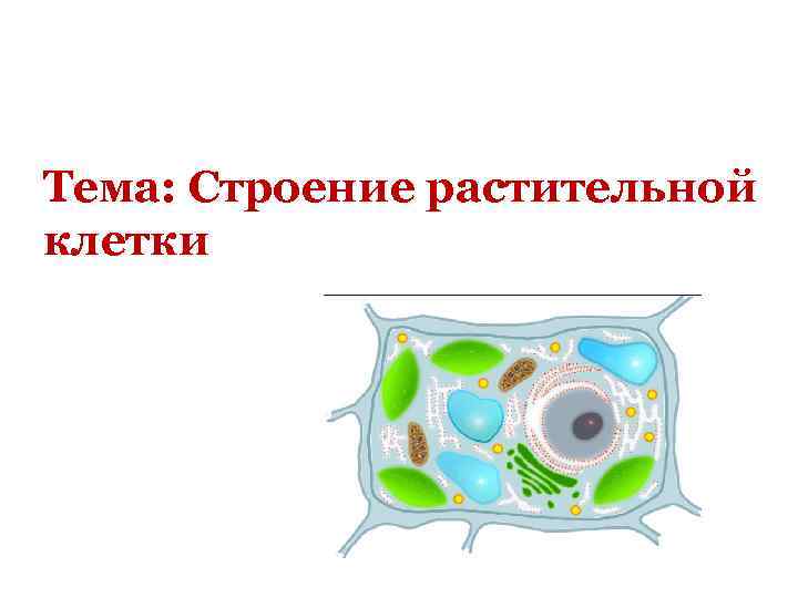 Тема: Строение растительной клетки 
