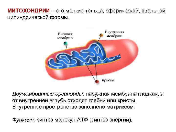 Митохондрии их структура и функции