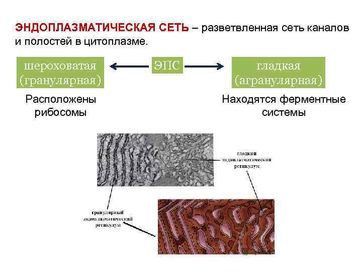 ЭНДОПЛАЗМАТИЧЕСКАЯ СЕТЬ – разветвленная сеть каналов и полостей в цитоплазме. шероховатая (гранулярная) Расположены рибосомы