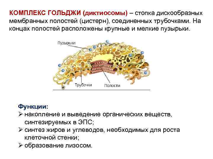КОМПЛЕКС ГОЛЬДЖИ (диктиосомы) – стопка дискообразных мембранных полостей (цистерн), соединенных трубочками. На концах полостей