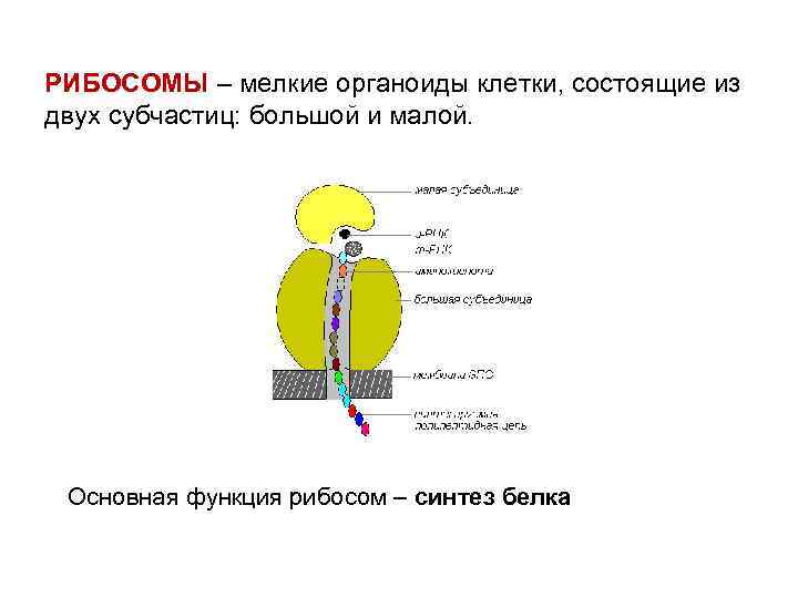 РИБОСОМЫ – мелкие органоиды клетки, состоящие из двух субчастиц: большой и малой. Основная функция