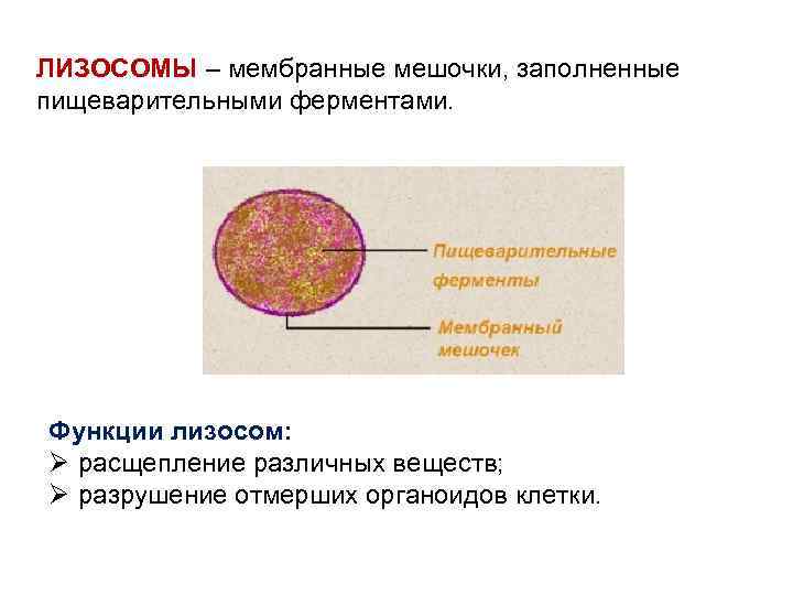 ЛИЗОСОМЫ – мембранные мешочки, заполненные пищеварительными ферментами. Функции лизосом: Ø расщепление различных веществ; Ø