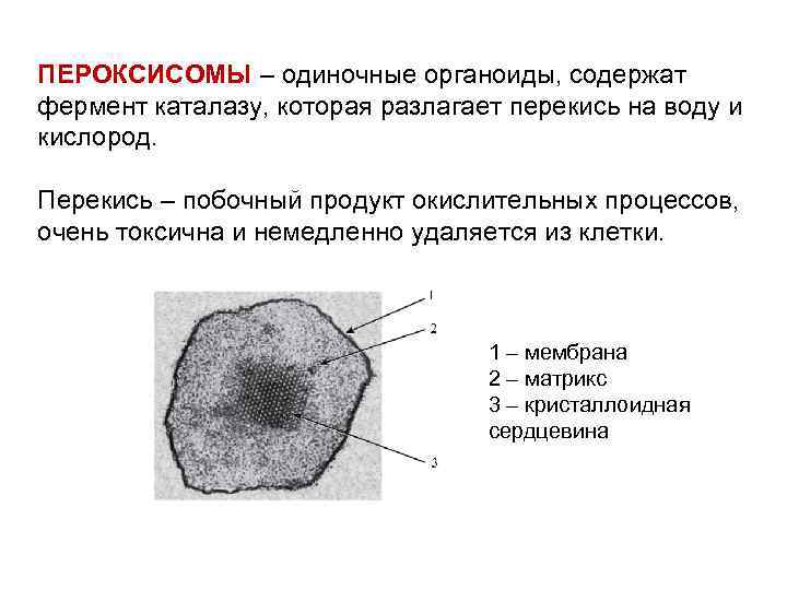 ПЕРОКСИСОМЫ – одиночные органоиды, содержат фермент каталазу, которая разлагает перекись на воду и кислород.