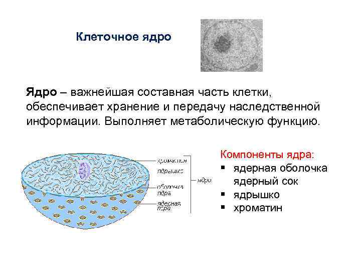 Клеточное ядро Ядро – важнейшая составная часть клетки, обеспечивает хранение и передачу наследственной информации.