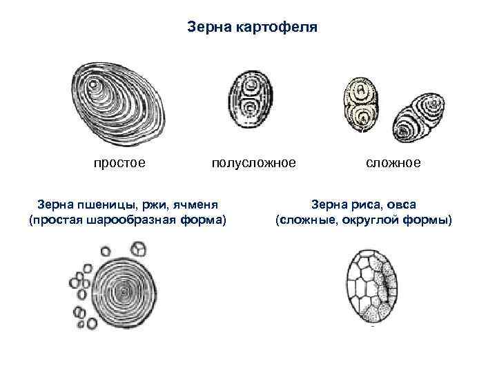 Зерна картофеля простое полусложное Зерна пшеницы, ржи, ячменя (простая шарообразная форма) сложное Зерна риса,