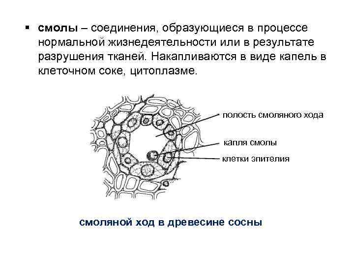 § смолы – соединения, образующиеся в процессе нормальной жизнедеятельности или в результате разрушения тканей.
