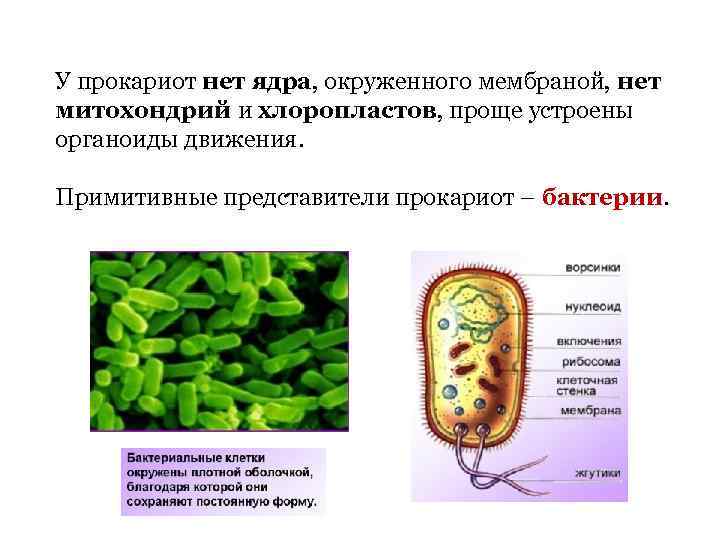 У прокариот нет ядра, окруженного мембраной, нет митохондрий и хлоропластов, проще устроены органоиды движения.