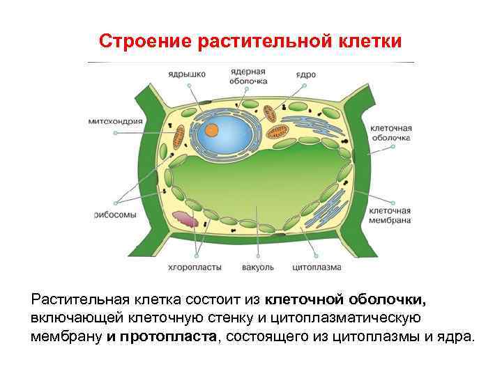 Строение растительной клетки Растительная клетка состоит из клеточной оболочки, включающей клеточную стенку и цитоплазматическую