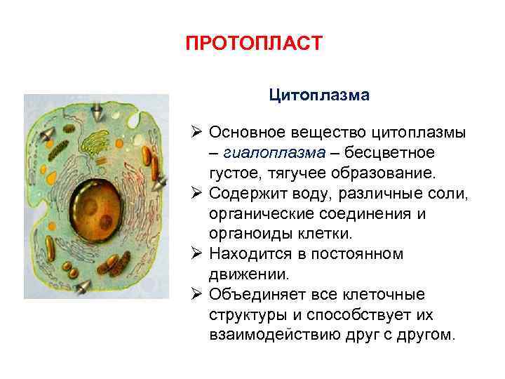 ПРОТОПЛАСТ Цитоплазма Ø Основное вещество цитоплазмы – гиалоплазма – бесцветное густое, тягучее образование. Ø