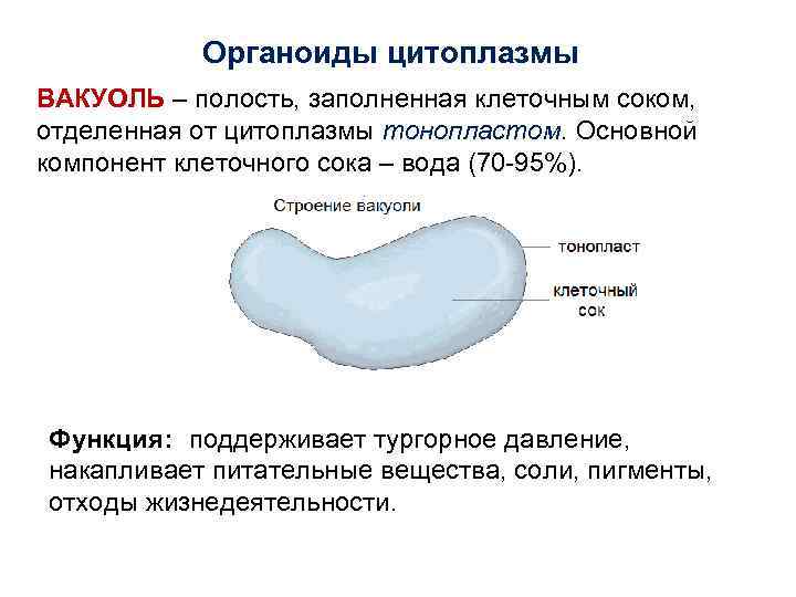 Органоиды цитоплазмы ВАКУОЛЬ – полость, заполненная клеточным соком, отделенная от цитоплазмы тонопластом. Основной компонент